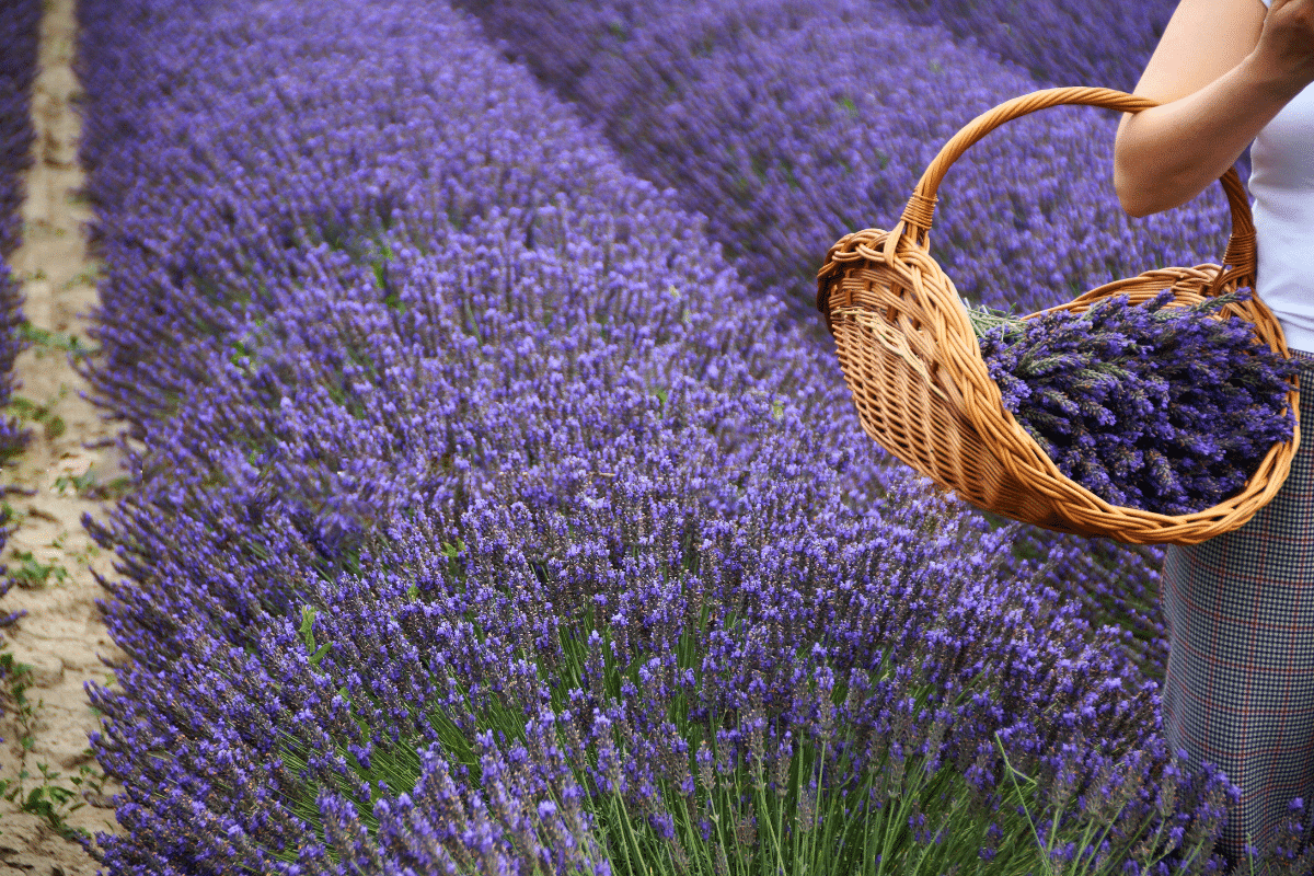 Cultiver la lavande Cultiver la lavande