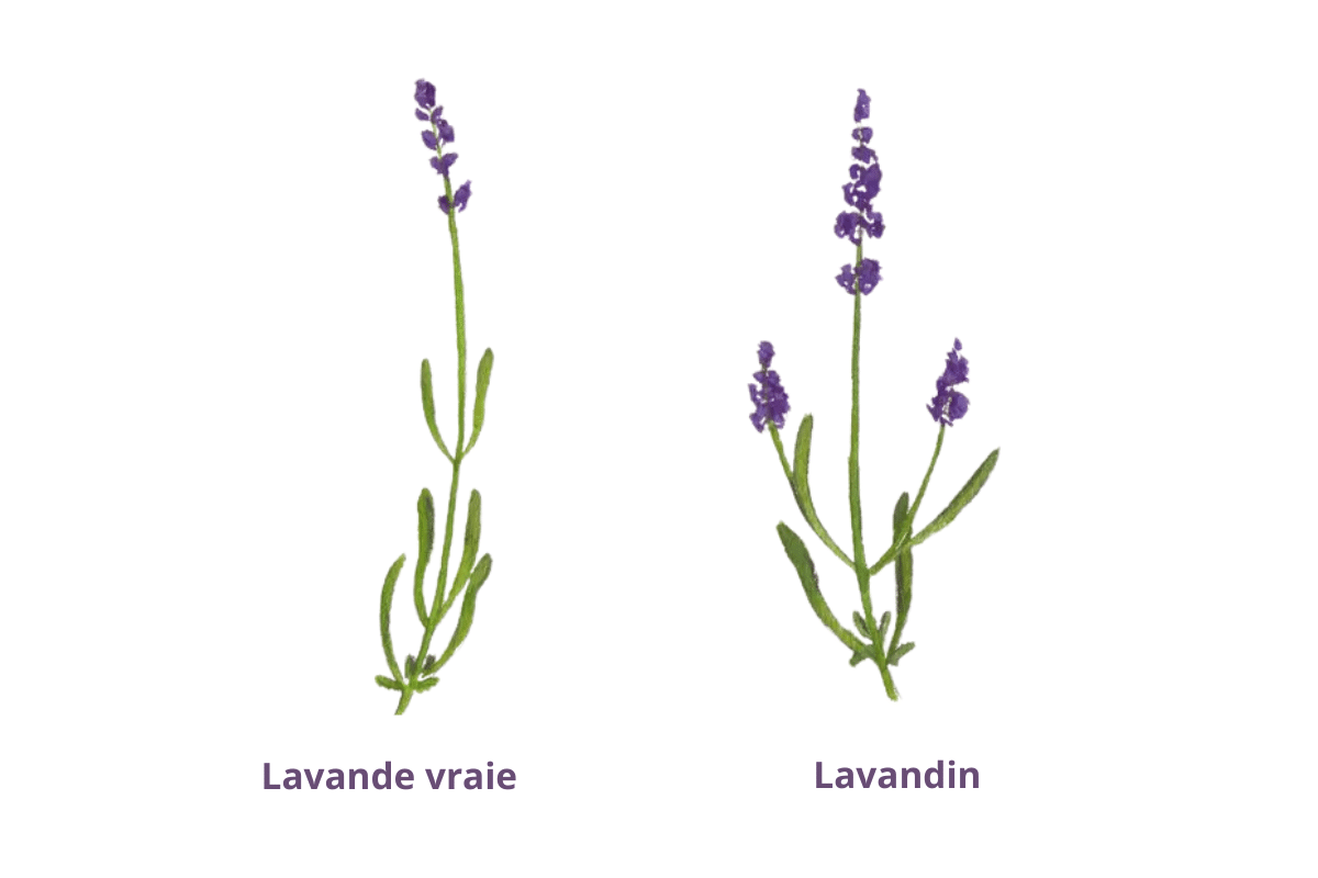 Lavande ou lavandin Lavande ou lavandin