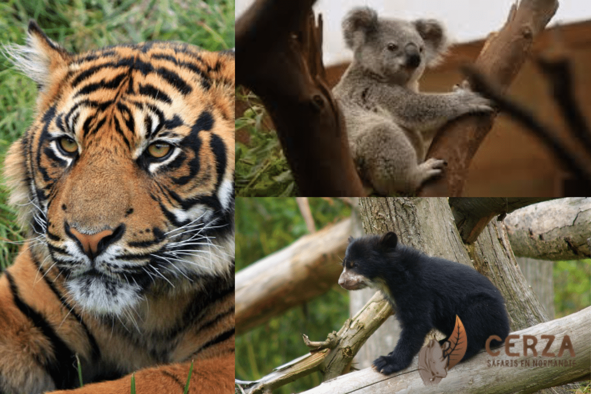 Animaux zoo de Cerza Animaux zoo de Cerza