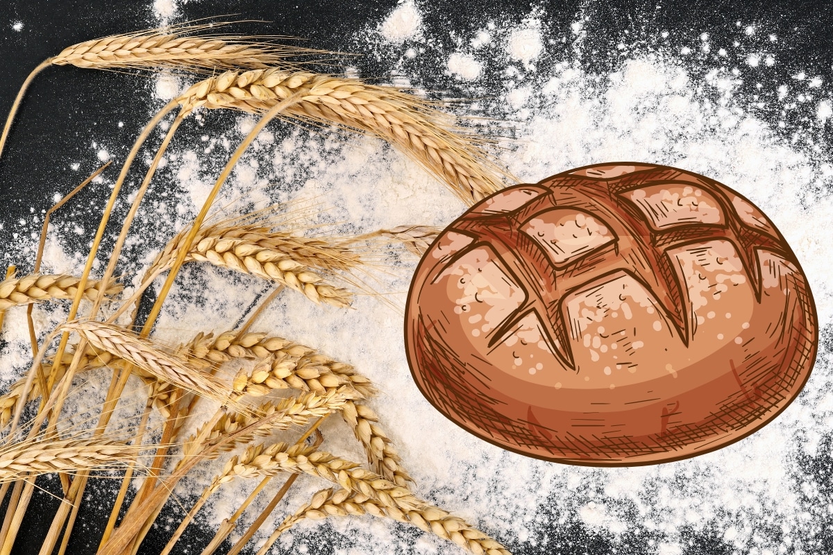 farine-ble-pain farine de blé pour le pain