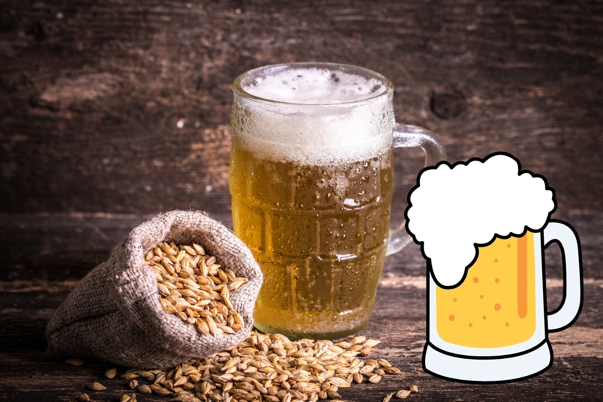 orge-biere Orge pour la bière