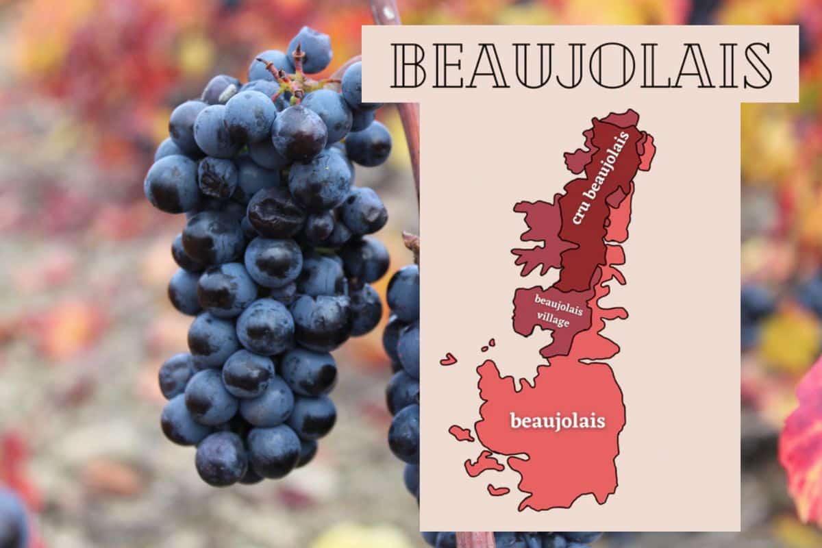 cepage beaujolais village cepage beaujolais village