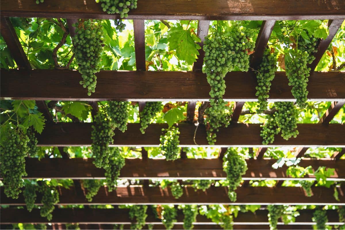Pergola avec plantes grimpantes Pergola avec plantes grimpantes