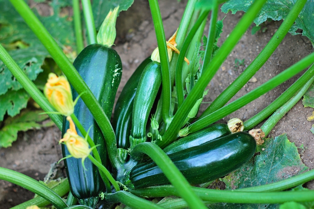 Fleurs de courgette Fleurs de courgette