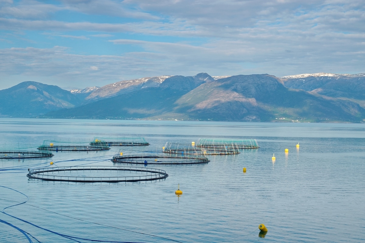 Elevage de saumon Norvège Elevage de saumon Norvège